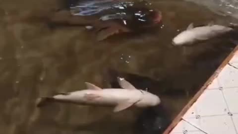 Fish playing water.