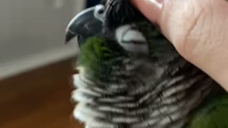 Scritching Jasper the Green Cheek Conure