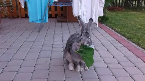 Śmieszny królik-liść