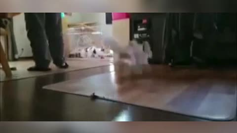 Fynny dog dance