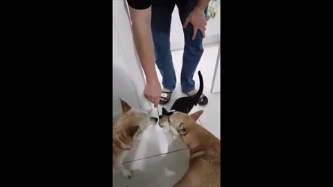 3 Fur babies and a spoon