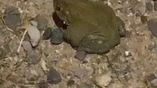 Sonoran Desert Toad