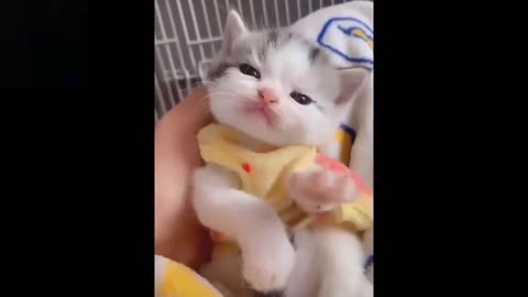 Baby Pets - Cute and Funny Pets Videos Compilation