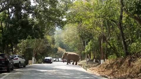 Elephant breaks into the road