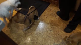 Two dogs going in circles while trying to sniff butt XD