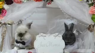 Story of two bunnies getting married