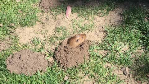 Gopher pops out of hole to say hi to the owner