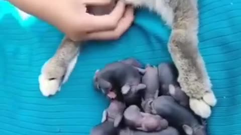 bunny 🐇❣️ giving birth 😱🤣#pets