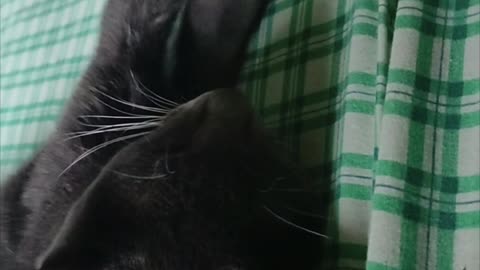 Cute cat massaging its owner