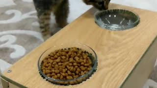 Cat Uses Special Feeder