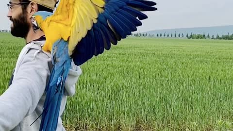 Blue gold macaw - landing - free flight