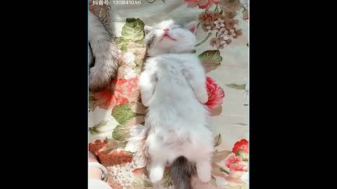 Cute cat funny sleeping attitude