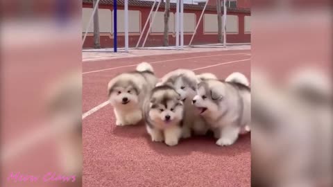 Baby Alaskan Malamute Cutest and Funniest Moments