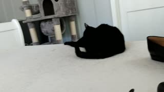 ASMR Black kitty discovers tail