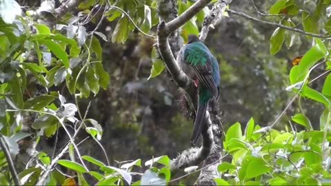 Nature Beautiful Birds - Beautiful Lovebirds - Nature and Widelife video 🌹Beautiful