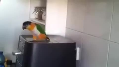 WOW Parrot Starts Dancing To His Favorite Irish Song!! His Moves Will Totally Crack You Up :)