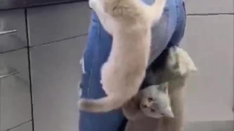 Kittens Climb Their Mom as They Couldn’t Wait for Food_batch