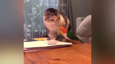 Smart parrot fighting with cat