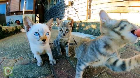 The kitten approaching the camera is cute