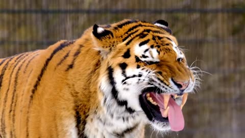 Tiger sounds Big Cat Roar