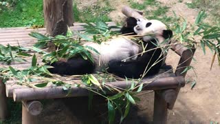 Panda calm