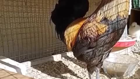 The Rooster forgets to breathe