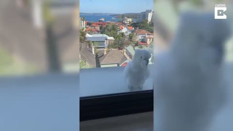 Cockatoo Says Hello After He Breaks Into House