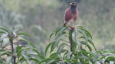 Bird in the mango orchard 2