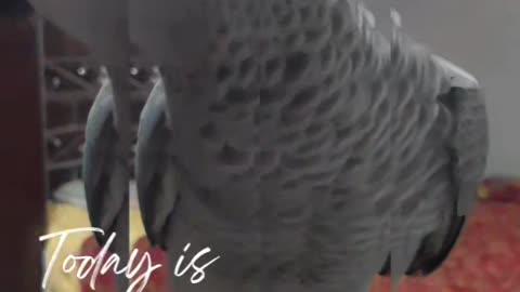 African grey parrot