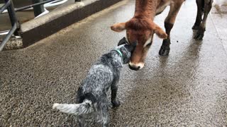 Blue Heeler and Steer Playfully Butt Heads