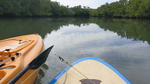 Kayak & SUP in Florida