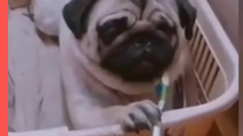 Puppy toothbrushing himself cute video watch till end