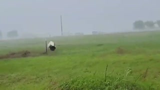 Dog House Tumble Along in Heavy Storm