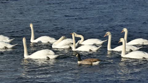 The swan is the largest bird in the duck and goose family.