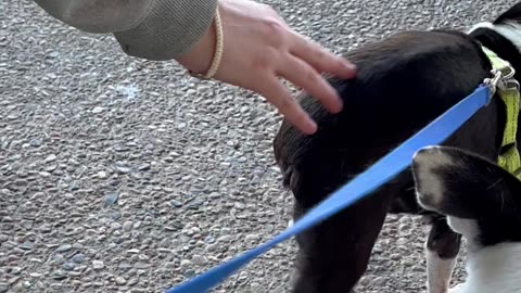 Boston Terrier Does Handstands For Booty Scritches