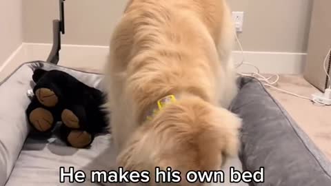 A special boy ✨IB @thebernerbunch #goldenretriever #dogsoftiktok #funny