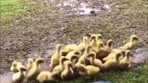 A border collie gently guiding ducklings into a puddle