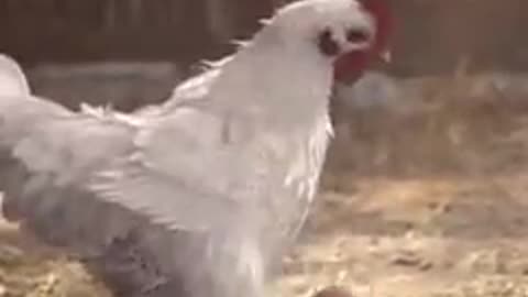 hen playing soccer with an egg