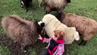 Feeling lonely in lockdown? Try hugging a sheep
