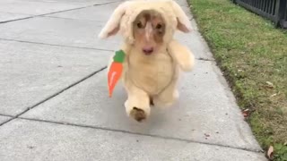 Puppy dresses as cute bunny rabbit for Halloween