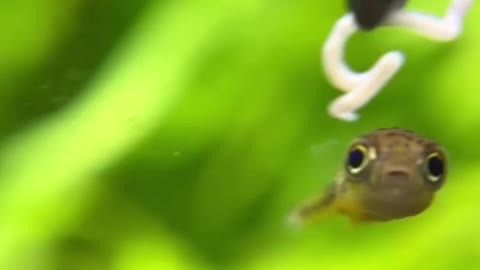 Pea Puffer fish