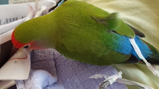 Green bird putting paper in between feathers