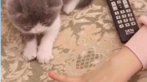 Cute cats videos Try not to laugh