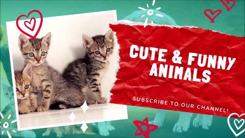 😹 Cute and Funny Cat Videos Compilation, April 2021 | Cute and Funny Animals