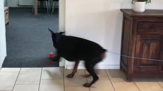 Doberman Goes in Circles Chasing Ball