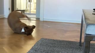 Brown dog with white paws rolling around on wood floor