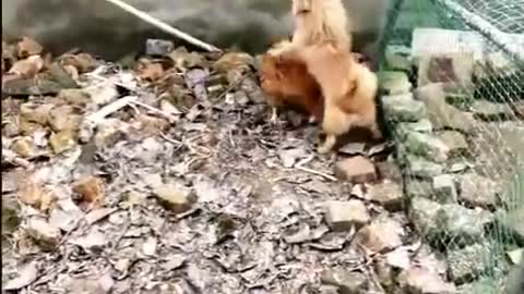 Chicken VS Dog Fight - Funny Dog Fight Videos