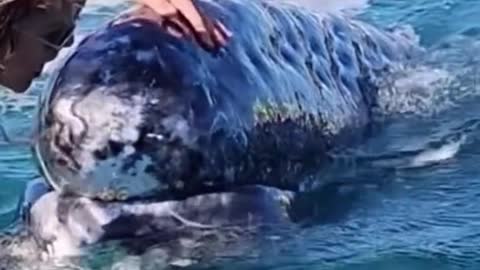 Is this a whale? It doesn't hurt people