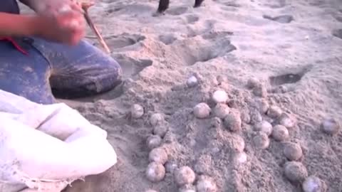 Drones to curb poaching of turtle eggs