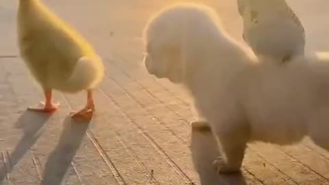 Very funny puppy transports bird as if it were a horse